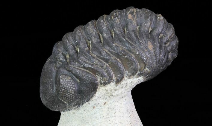 Bargain, Austerops Trilobite - Morocco #68758